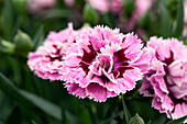 Dianthus caryophyllus 'SuperTrouper® Sissy'.