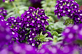 Verbena Lascar® Purple