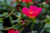 Portulaca oleracea 'PortoGrande® Scarlet'15'