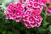 Verbena 'Pop® Pink Romance '19'