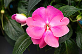 Impatiens neuguinea 'Harmony® Perfect Pink'