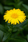 Calendula Cheers Orange