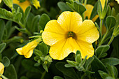 Calibrachoa LIA™ 'Yellow'