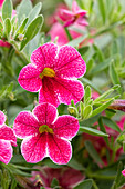 Calibrachoa 'Colibri™ Cherry Lace'