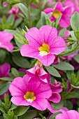 Calibrachoa LIA 'Bubblegum'