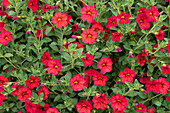 Calibrachoa 'Noa® Red Improved