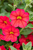 Calibrachoa 'Noa® Red Improved'