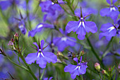 Lobelia erinus 'Anabel® Brilliant Blue