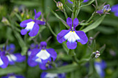 Lobelia erinus 'Anabel® Superior Blue'