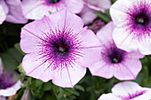 Petunia 'Capella™ Purple Veins'