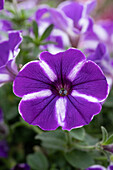 Petunia 'Cascadias™ Purple Gem'