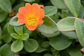 Portulaca oleracea Nano 'Orange' (Nano)