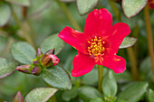 Portulaca Campino 'Cherry'