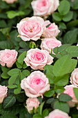 Rosa 'Lotz of Pink'
