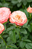Potted rose, salmon pink
