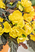 Begonia I'CONIA Portofino 'Yellow'