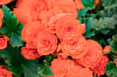 Begonia elatior, orange