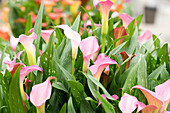 Zantedeschia 'Peter´s Pride'