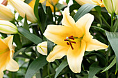 Lilium 'Solange