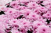 Chrysanthemum indicum 'Chrystal Pink Flair'