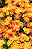 Chrysanthemum 'Swifty Orange Bicolor