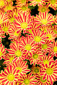Chrysanthemum 'Swifty Bronze Bicolor'