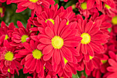 Chrysanthemum 'Swifty Rosso'