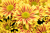 Chrysanthemum indicum Stream Bronze Bicolor