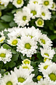 Chrysanthemum indicum Stream White