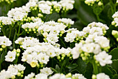 Kalanchoe blossfeldiana 'Calandiva'®, weiß