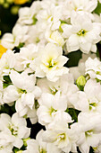 Kalanchoe blossfeldiana 'Calandiva® Whites'.