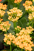 Kalanchoe blossfeldiana 'Calanday'®