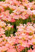 Kalanchoe blossfeldiana 'Calanday'®