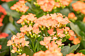 Kalanchoe blossfeldiana 'Calanday® Katmai'