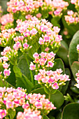 Kalanchoe blossfeldiana Calanday® Wevano