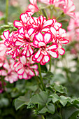 Pelargonium peltatum 'Mexican'