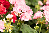 Pelargonium interspecific 'Big EEZE Pink'