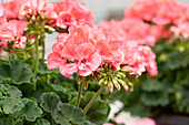 Pelargonium interspecific Big EEZE Foxy Flamingo