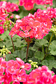 Pelargonium zonale Savannah® TexMex® 'Fire'