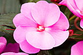 Impatiens neuguinea 'Tamarinda Violet'