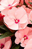 Impatiens neuguinea 'Tamarinda Soft Pink