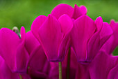 Cyclamen persicum 'Facila Winter Purple'