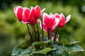 Cyclamen Melody Outdoor® 'Fire'