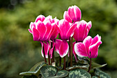 Cyclamen persicum Merita 'Shine Deep Rose'