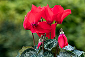 Cyclamen persicum Merita 'Red'
