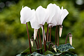 Cyclamen persicum Merita 'White'