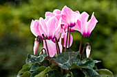 Cyclamen persicum Merita 'Pink Flamed'