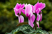 Cyclamen persicum 'Contiga Lilac Flamed'