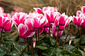 Cyclamen persicum, zweifarbig