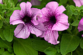 Petunia grandiflora Success!® 360° 'Purple Vein'